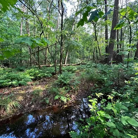 Cozy In With Forest Near